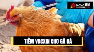 Vacxin Gà Đá: hướng dẫn lịch tiêm phòng và những lưu ý cần thiết