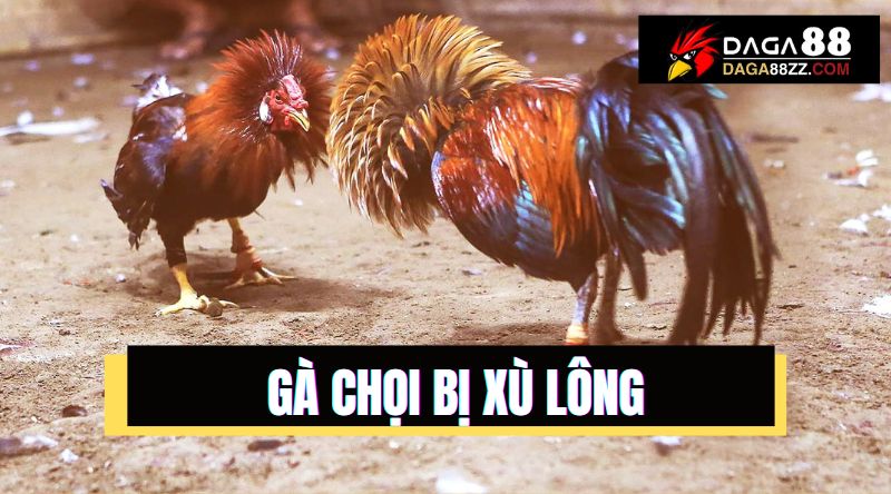 Gà chọi bị xù lông: Nguyên nhân và phương pháp điều trị