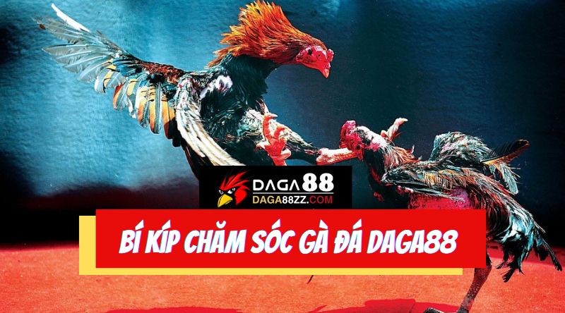 Hướng dẫn cách chăm sóc gà đá từ Đá gà 88