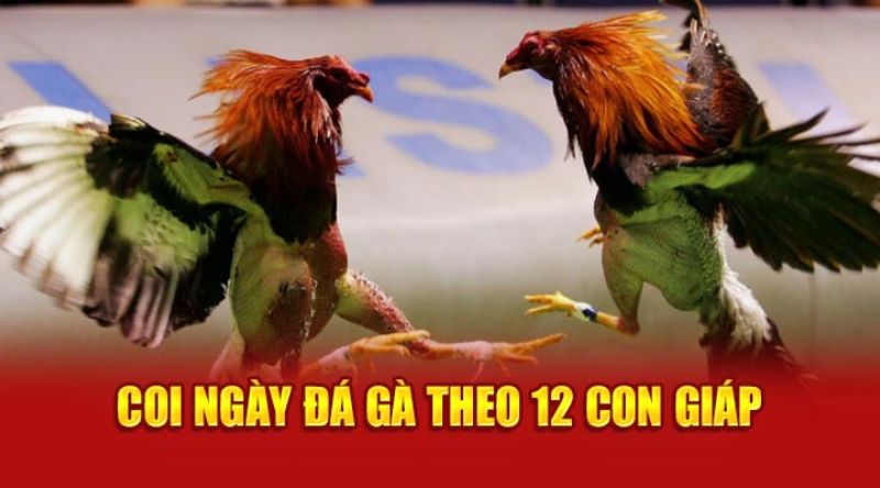 Phương thức coi ngày đá gà dựa theo 12 con giáp