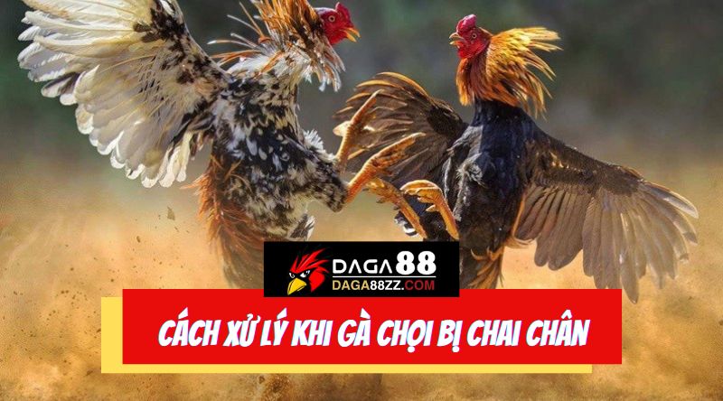 Tìm hiểu về trường hợp gà chọi bị chai chân