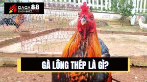 Gà lông thép: thực hư về khả năng chiến đấu số 1?