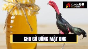 Cho gà uống mật ong: bí quyết tạo chiến kê mạnh vô địch