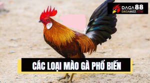 Các kiểu mào gà đá phổ biến - nhìn mào biết gà chiến hay không?