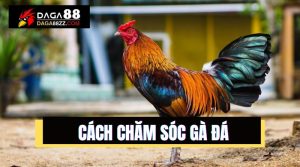 Kinh nghiệm nuôi gà chọi hay nhất 2024, gà đá khỏe mạnh săn chắc