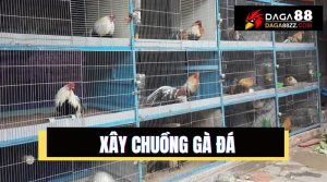 Quy chuẩn chuồng gà lý tưởng, đảm bảo sức khỏe chiến kê