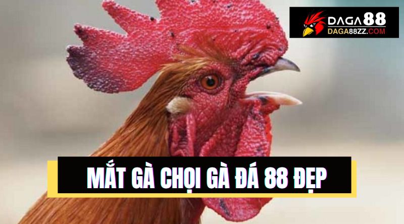 Cách nhận biết gà chọi mạnh thông qua đôi mắt sắc, lỳ lợm